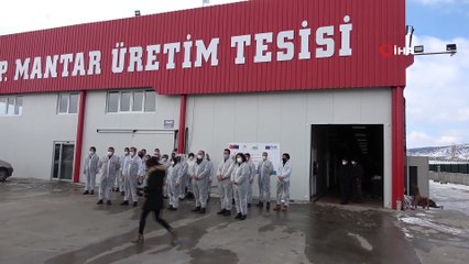Şehir Plancısı genç girişimci mantar üretimine başladı, devlet desteği ile bölgenin en büyük tesisini kurdu