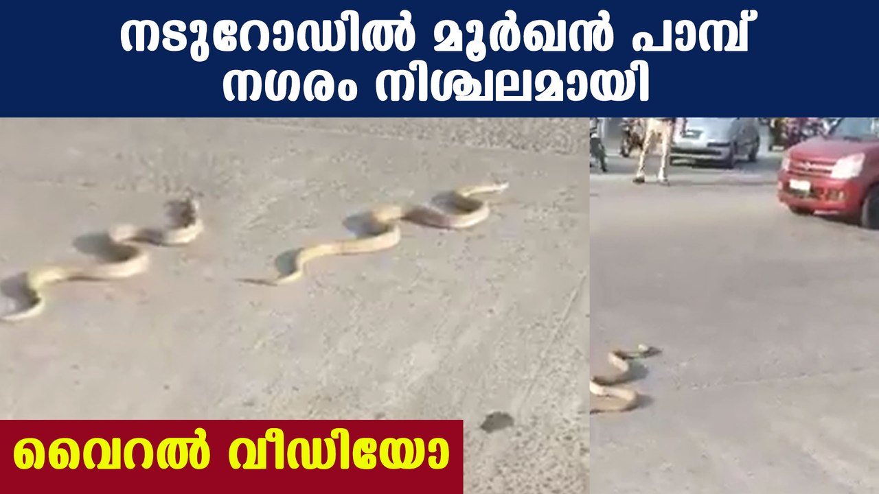 Cobra in Karntaka Kalsanka junction