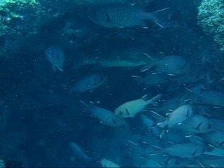 FX fait de la plongée à l'Ile Maurice