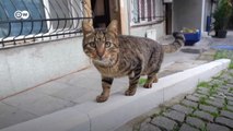 Kediler şehri İstanbul | 