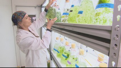 Australia moves to tap into seaweed's potential as 'superfood'