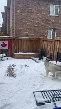 Doggy Spins Excitedly in the Snow
