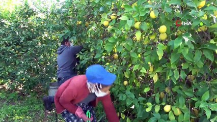 - Mersin'de limon hasadı tamamlandı