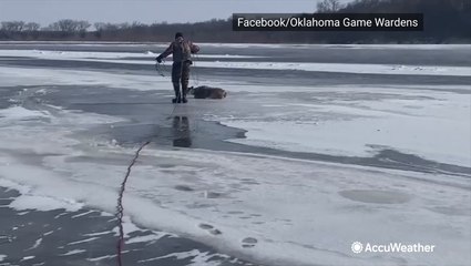 Doe rescued after walking out onto frozen river