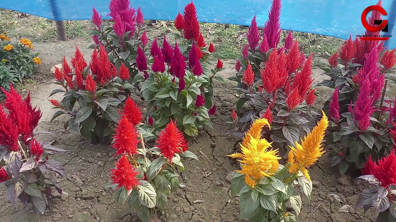 CELOSIA  FLOWER COLLECTION