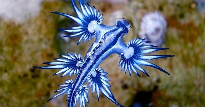 Sur les plages de Sydney, une magnifique et fascinante créature bleue des mers s'est échouée par dizaines