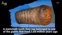 Oldest DNA Ever Sequenced Unearthed From Mammoth That Lived 1.66 Million Year Ago