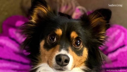 Asheville Hotel Relaunches Trailblazing Foster Dog Program