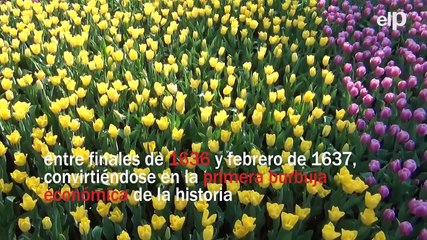 La historia que se esconde detrás de la Tulipomanía, la primera gran burbuja económica