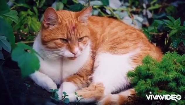 #babycat #funnycats #animals video Baby Cats - Cute and Funny Cat Videos Compilation #3