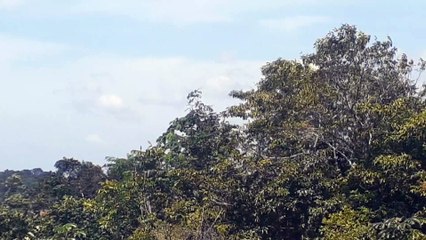 Airbus A330NEO PR-ANY na aproximação final antes de pousar em Manaus vindo de Campinas