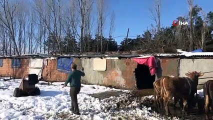 Tuzla’da ahırın çatısı çöktü, 60’a yakın hayvan kurtarıldı