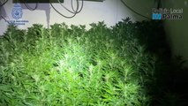 Desmanteladas tres plantaciones de marihuana en pisos de Son Gotleu