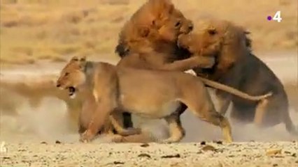 Afrique sauvage - 1ère partie