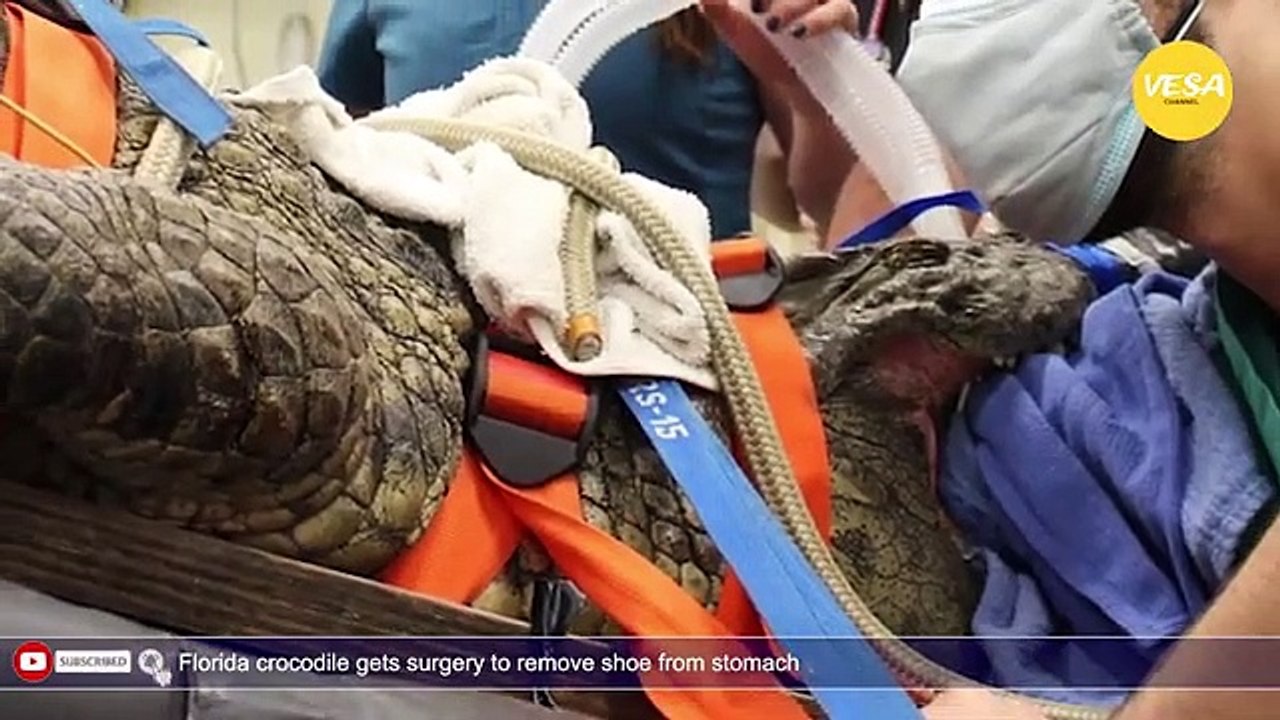 Florida crocodile gets surgery to remove shoe from stomach