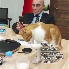Tunç Soyer'den 'Dünya Kediler Günü' paylaşımı: "Halkın Kedisi'nin kendine uygun kap arayışını geç fark edince olanlar oldu