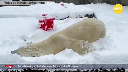 Animals having a blast after snow fell across the Northwest