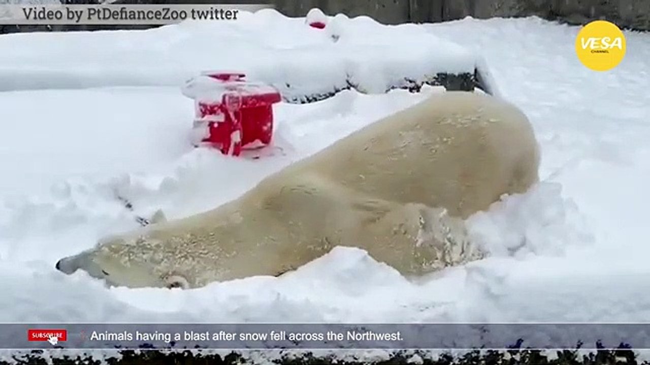 Animals having a blast after snow fell across the Northwest