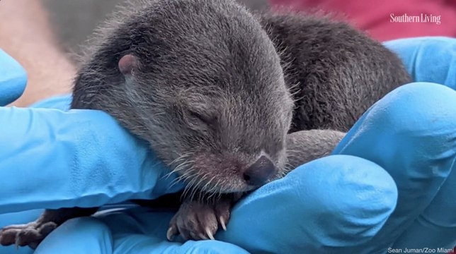 Zoo Miami Welcomes 3 Adorable Otter Pups