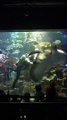 Diver Feeds a Hungry Stingray