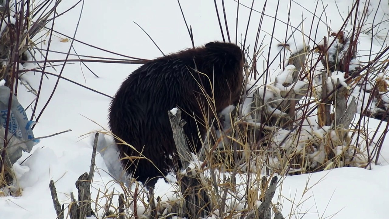 Beaver Takes His Twigs back into River