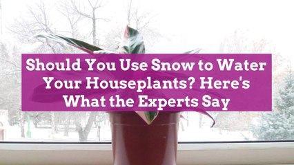 Should You Use Snow to Water Your Houseplants? Here's What the Experts Say