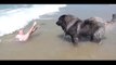 Ce chien pense sauver cette fillette qui joue dans l'eau... Tellement drôle