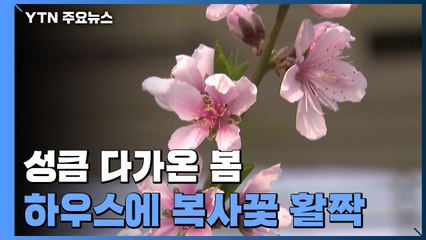 성큼 다가온 봄...하우스에 복사꽃 활짝 / YTN