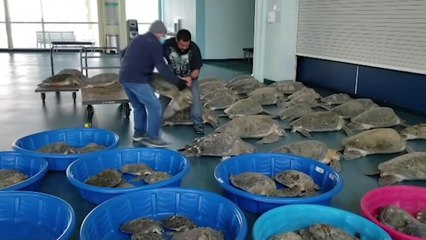 美 한파로 기절한 바다거북이 3천5백여 마리 구조 / YTN