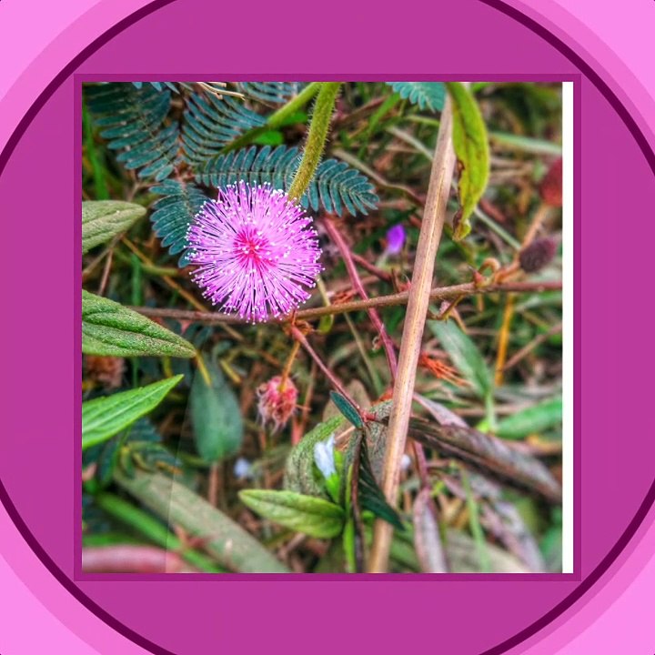 Wild Flower