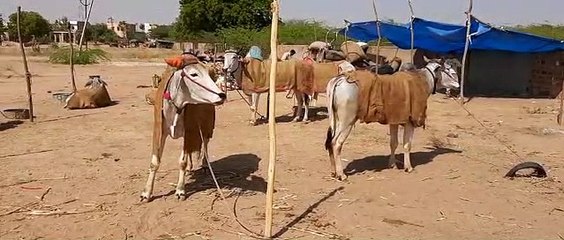 झंडारोहण के साथ 19 को शुरू होगा रामदेव पशु मेला