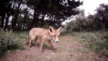 Feeding Wild Foxes
