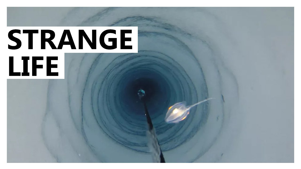 Scientists Shocked to Find Strange Creatures Deep Under Ice