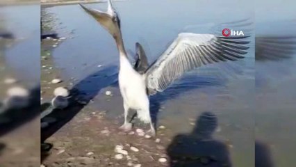 Pelikan uzatılan balığı böyle yedi