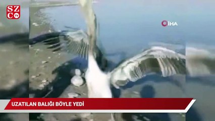 Pelikan uzatılan balığı böyle yedi