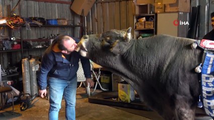 Tamirhanede beslediği 900 kiloluk boğasını 8 yıldır bir an olsun yanından ayırmıyor