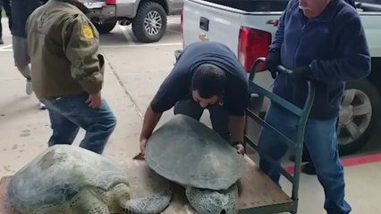 [뉴스큐] 美 텍사스주 초강력 한파 피해 속출..."거북이도 기절" / YTN