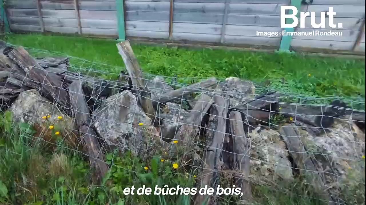 Ces ponts aident les animaux à traverser les autoroutes sans risquer leur vie