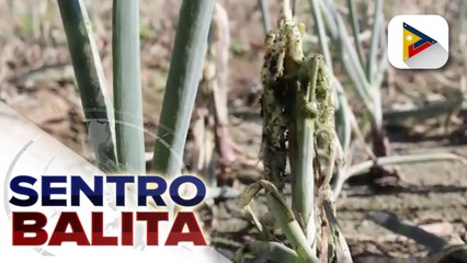 Ilang taniman ng sibuyas sa Ilocos Region, inatake ng pesteng harabas; Higit 2-K magsasaka, apektado