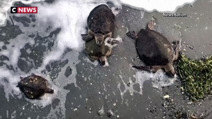 Texas : des milliers de tortues victimes de la vague de froid