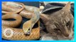 Kucing pahlawan mati digigit ular saat lindungi dua anak majikan- TomoNews