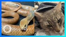 Kucing pahlawan mati digigit ular saat lindungi dua anak majikan- TomoNews