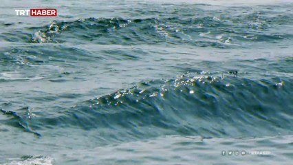 Yunus yoksa balık da yok