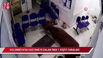 Kolombiya'da hastaneye dalan inek 1 kişiyi yaraladı