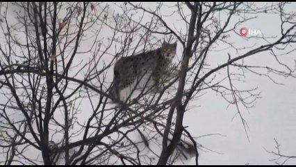 Vaşak, kurt ve dağ keçileri belgeselleri aratmayan görüntüler oluşturdu