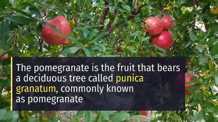 8 health benefits of pomegranate