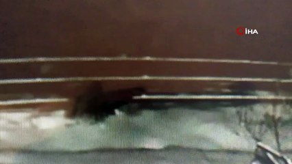 Aç kalan ayı köye indi, bal yemliğine daldı