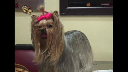 YORKSHIRE TERRIER - TODO LO QUE DEBES SABER