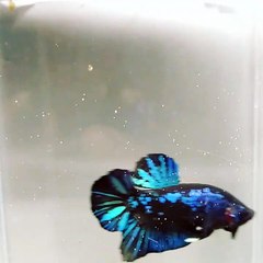 betta fish black star galaxy / cupang avatar