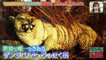 どうぶつピース！！ 2021年2月18日 幻の動物を探せワールド編！絶滅危惧種を大発見！？-(edit 2/2)